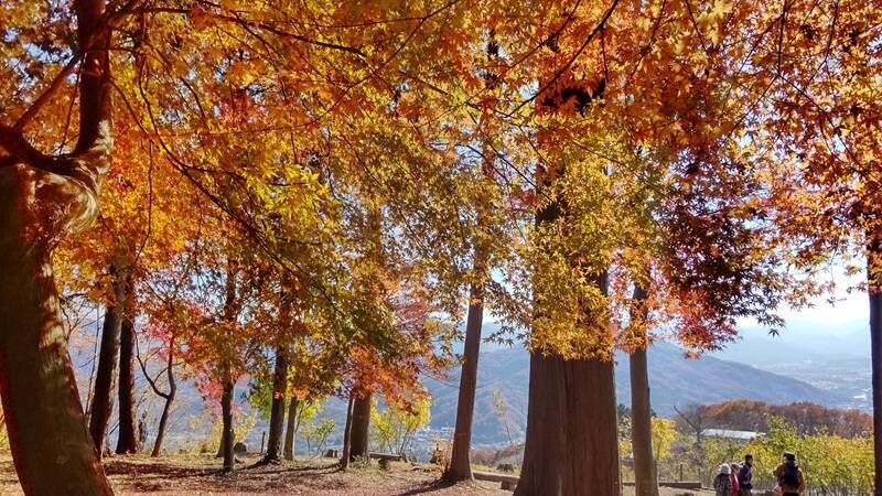 紅葉スポットの宝庫、秩父鉄道沿線で「長瀞紅葉まつり 2025」開催中！ 見頃は11月中旬～下旬の見込み（埼玉県秩父郡長瀞町）