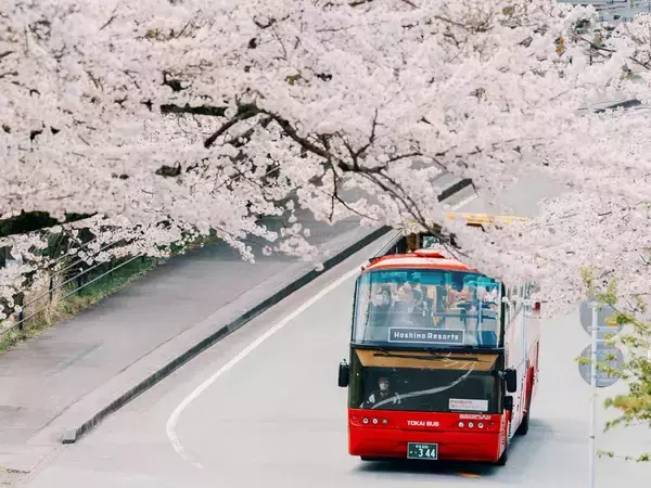 桜が目の前に迫る特等席！ 伊豆の桜名所を巡るオープンバスツアー【2026春】星野リゾート「界」で 究極のお花見体験 3/27開始