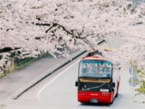 桜が目の前に迫る特等席！ 伊豆の桜名所を巡るオープンバスツアー【2026春】星野リゾート「界」で 究極のお花見体験 3/27開始