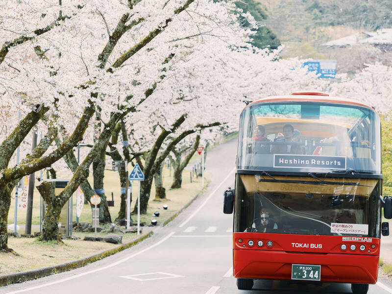 桜が目の前に迫る特等席！ 伊豆の桜名所を巡るオープンバスツアー【2026春】星野リゾート「界」で 究極のお花見体験 3/27開始