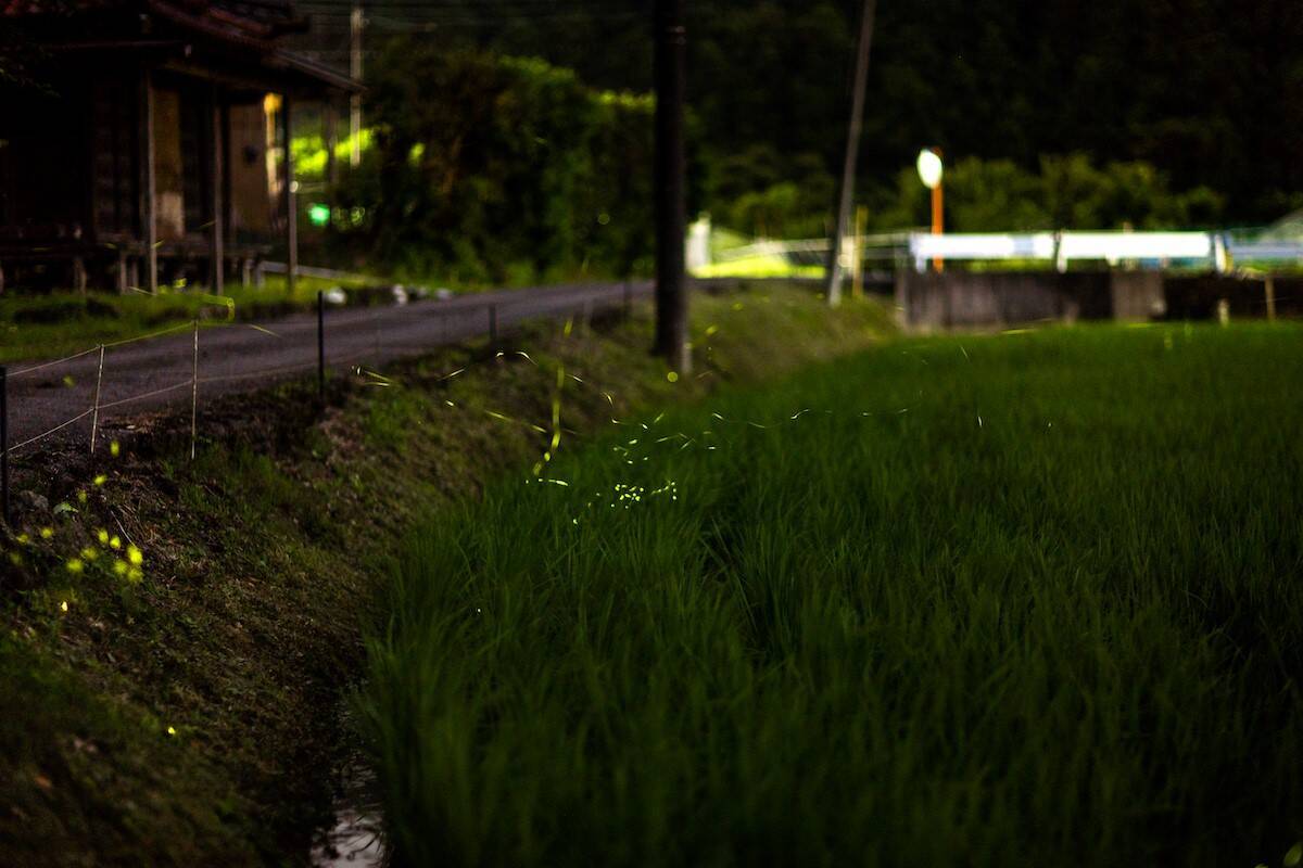 東京から90分！千葉･富津の古民家グランピング “和心村”で「天然蛍鑑賞ツアー」開催中！自然の中のサウナや猫と触れ合う初夏のお出かけ
