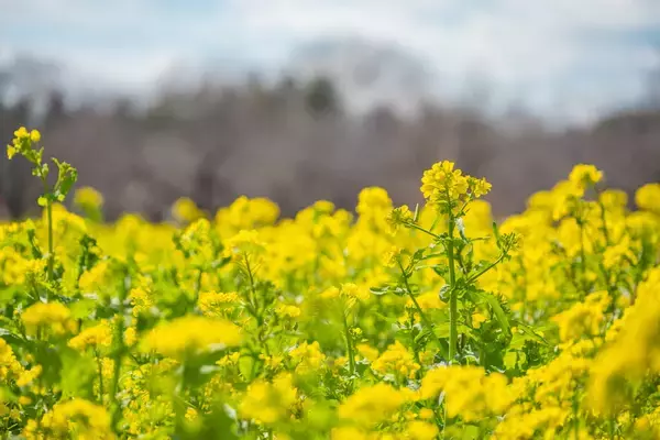 「国営昭和記念公園「フラワーフェスティバル」が開催中！さくら･チューリップ･ネモフィラの絶景リレーとシャボン玉演出、限定グルメなど紹介」の画像
