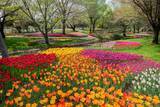 「国営昭和記念公園「フラワーフェスティバル」が開催中！さくら･チューリップ･ネモフィラの絶景リレーとシャボン玉演出、限定グルメなど紹介」の画像5