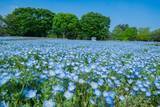 「国営昭和記念公園「フラワーフェスティバル」が開催中！さくら･チューリップ･ネモフィラの絶景リレーとシャボン玉演出、限定グルメなど紹介」の画像6
