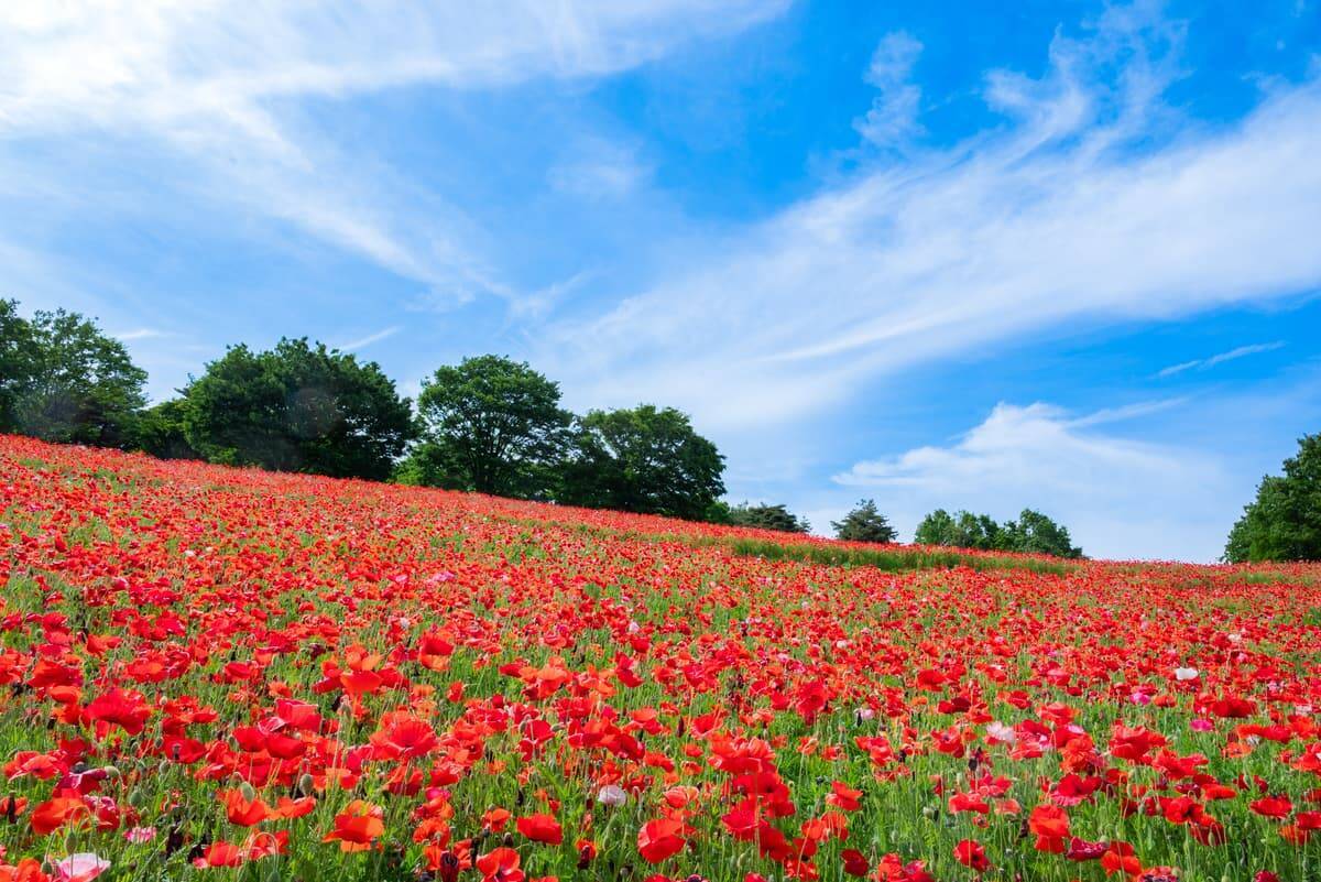 国営昭和記念公園「フラワーフェスティバル」が開催中！さくら･チューリップ･ネモフィラの絶景リレーとシャボン玉演出、限定グルメなど紹介