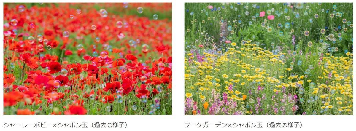 国営昭和記念公園「フラワーフェスティバル」が開催中！さくら･チューリップ･ネモフィラの絶景リレーとシャボン玉演出、限定グルメなど紹介