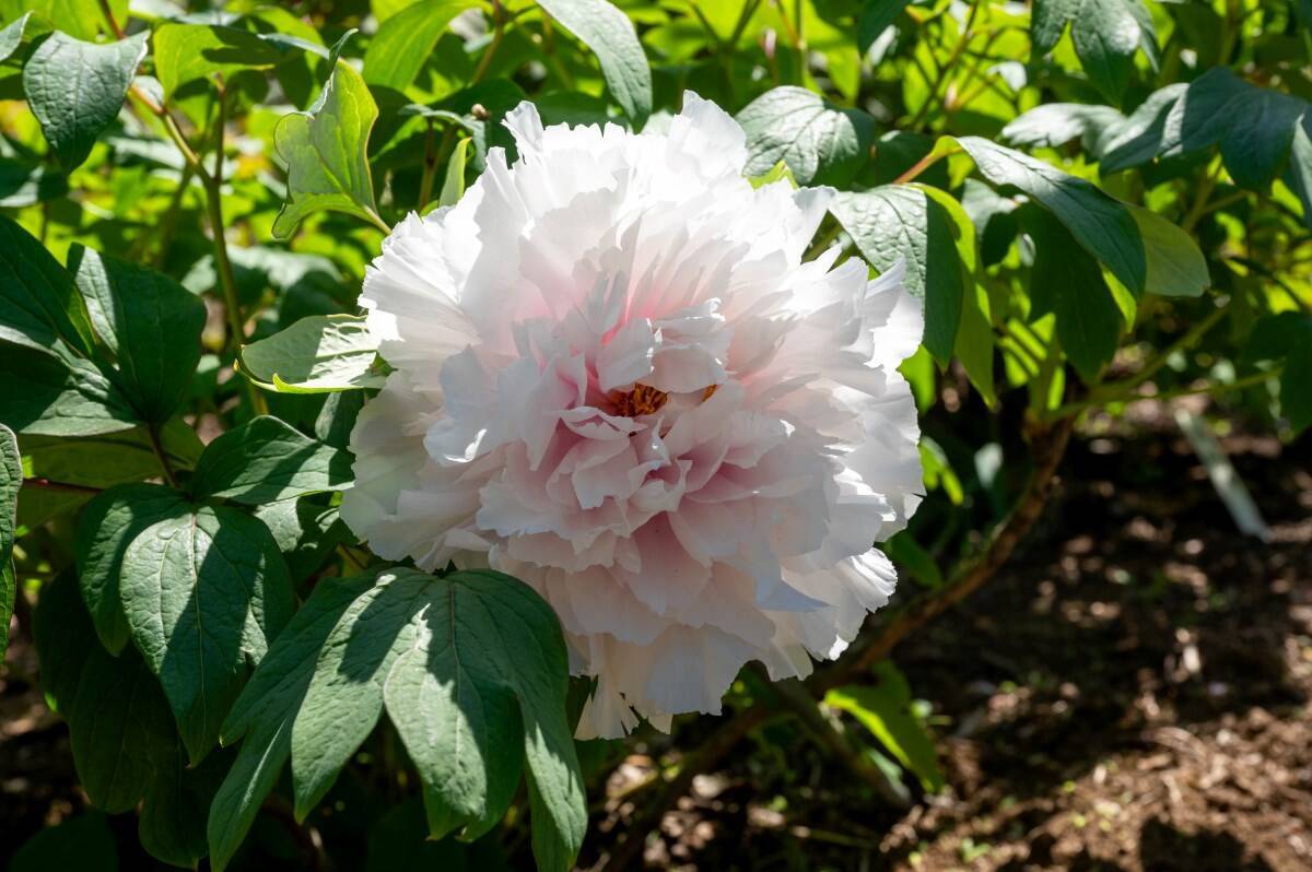 TXでも常磐線でも行ける「つくば牡丹園」6万株の牡丹とシャクヤクが丘を染める”ピオニーガーデン”開催中！GWに家族で(茨城県つくば市)