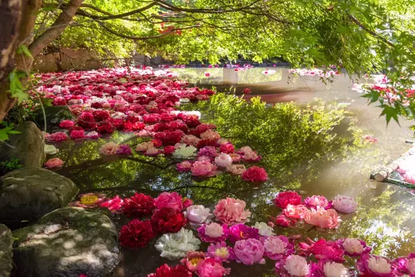 「TXでも常磐線でも行ける「つくば牡丹園」6万株の牡丹とシャクヤクが丘を染める”ピオニーガーデン”開催中！GWに家族で(茨城県つくば市)」の画像