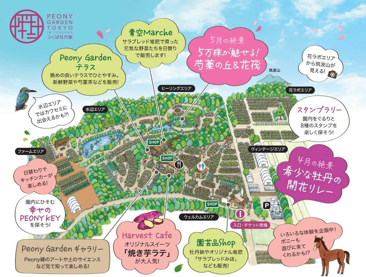 TXでも常磐線でも行ける「つくば牡丹園」6万株の牡丹とシャクヤクが丘を染める”ピオニーガーデン”開催中！GWに家族で(茨城県つくば市)