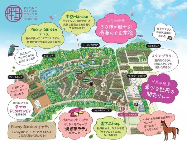 「TXでも常磐線でも行ける「つくば牡丹園」6万株の牡丹とシャクヤクが丘を染める”ピオニーガーデン”開催中！GWに家族で(茨城県つくば市)」の画像