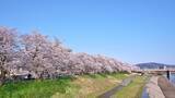 「【2026】福井・足羽川の桜並木が「桜のトンネル」に！北陸新幹線で東京から2時間50分、2.2kmの絶景お花見ガイド」の画像1