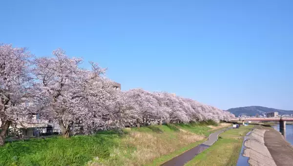 【2026】福井・足羽川の桜並木が「桜のトンネル」に！北陸新幹線で東京から2時間50分、2.2kmの絶景お花見ガイド