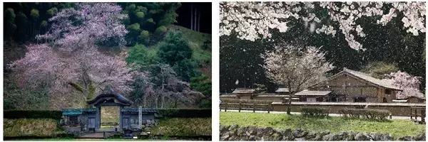 「【2026】福井・足羽川の桜並木が「桜のトンネル」に！北陸新幹線で東京から2時間50分、2.2kmの絶景お花見ガイド」の画像