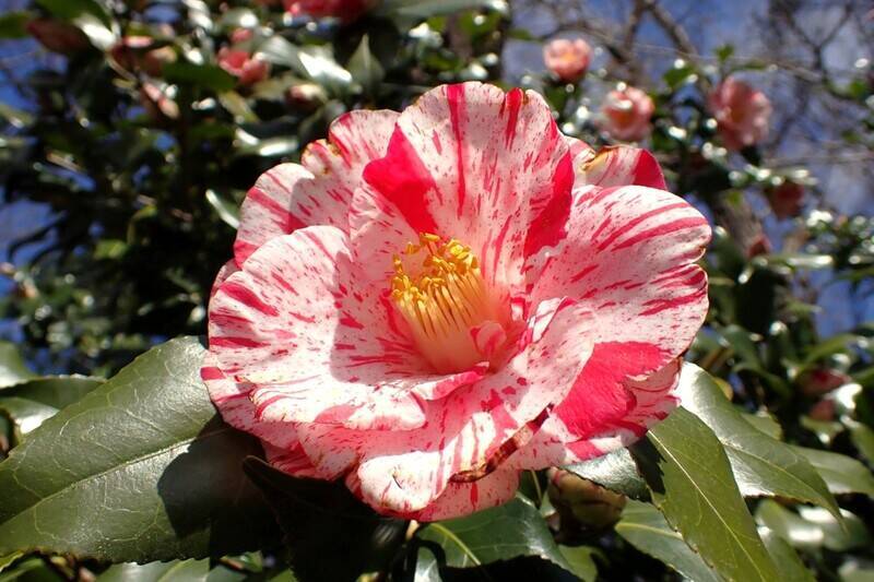 武蔵丘陵森林公園「早春フェスタ」2/14開幕！ツバキ･梅･チューリップのフラワーリレーや週末イベント、東武デジタルきっぷでお得にGO