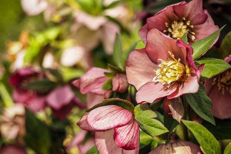 武蔵丘陵森林公園「早春フェスタ」2/14開幕！ツバキ･梅･チューリップのフラワーリレーや週末イベント、東武デジタルきっぷでお得にGO