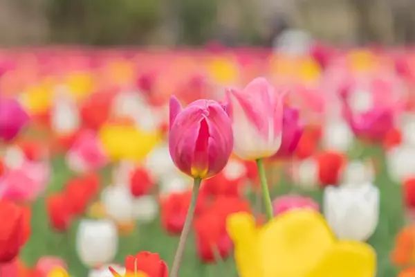 「武蔵丘陵森林公園「早春フェスタ」2/14開幕！ツバキ･梅･チューリップのフラワーリレーや週末イベント、東武デジタルきっぷでお得にGO」の画像