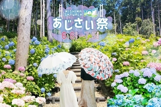 三島スカイウォーク 215品種「あじさい祭」は6/6から！見頃･ライトアップ･バスアクセス徹底ガイド、雨の日こそ絶景！（静岡県 三島市）