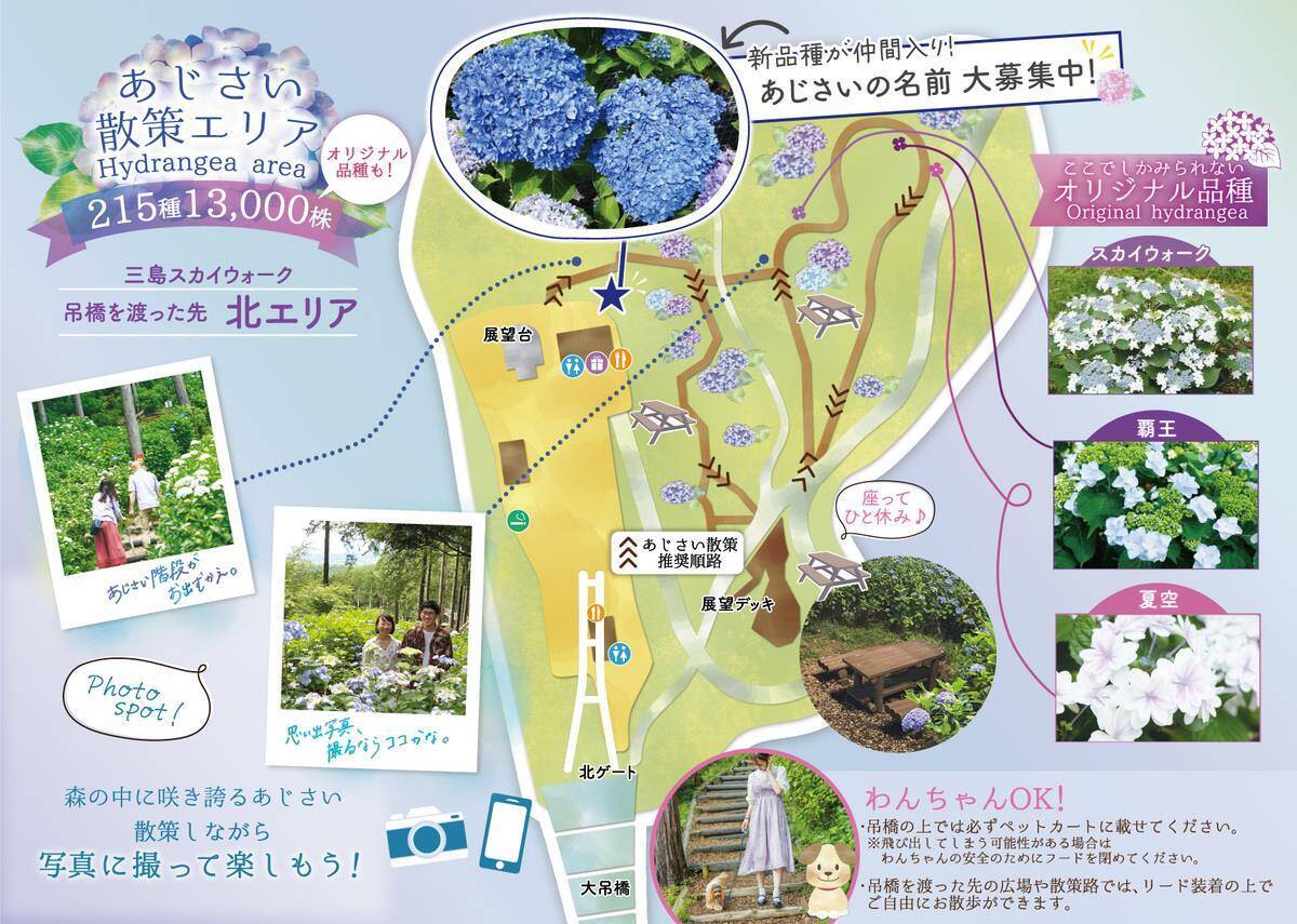 三島スカイウォーク 215品種「あじさい祭」は6/6から！見頃･ライトアップ･バスアクセス徹底ガイド、雨の日こそ絶景！（静岡県 三島市）