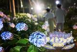 「三島スカイウォーク 215品種「あじさい祭」は6/6から！見頃･ライトアップ･バスアクセス徹底ガイド、雨の日こそ絶景！（静岡県 三島市）」の画像6