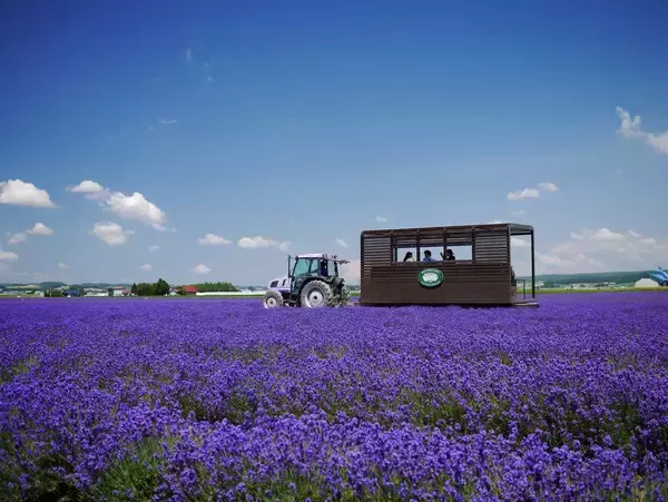 ノロッコ号と巡る絶景！ザランタン芦別×ファーム富田「ラベンダーバス」無料プランで混雑回避の朝観光