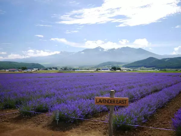 「ノロッコ号と巡る絶景！ザランタン芦別×ファーム富田「ラベンダーバス」無料プランで混雑回避の朝観光」の画像