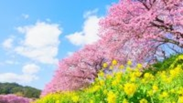 河津桜と菜の花の共演「みなみの桜と菜の花まつり」開幕！10年ぶり「夜桜流れ星」が復活！臨時特急やお得なバス切符情報も（南伊豆町）