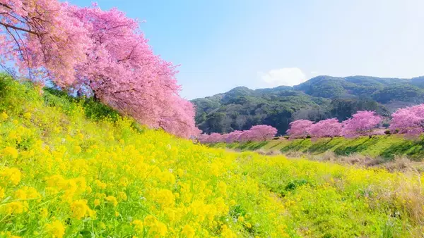 「河津桜と菜の花の共演「みなみの桜と菜の花まつり」開幕！10年ぶり「夜桜流れ星」が復活！臨時特急やお得なバス切符情報も（南伊豆町）」の画像