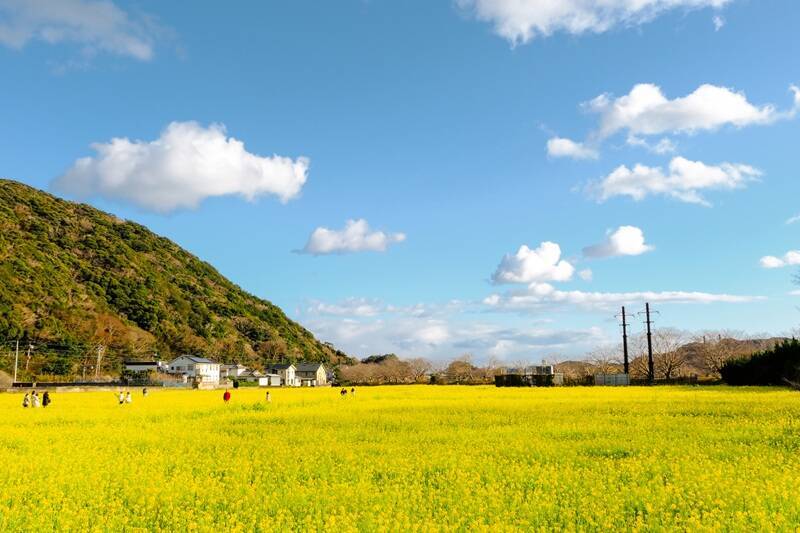 河津桜と菜の花の共演「みなみの桜と菜の花まつり」開幕！10年ぶり「夜桜流れ星」が復活！臨時特急やお得なバス切符情報も（南伊豆町）