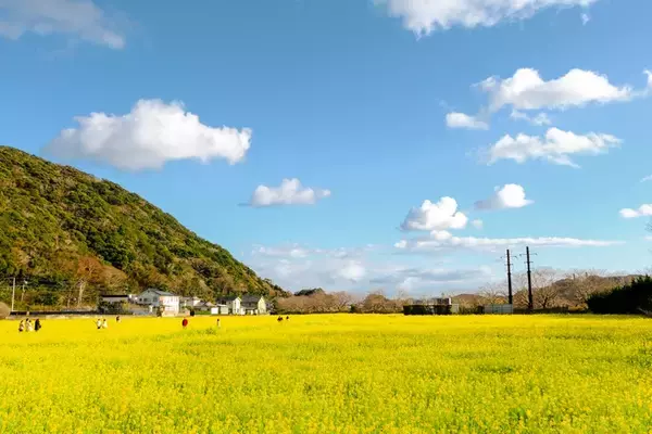 「河津桜と菜の花の共演「みなみの桜と菜の花まつり」開幕！10年ぶり「夜桜流れ星」が復活！臨時特急やお得なバス切符情報も（南伊豆町）」の画像