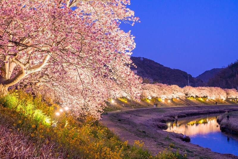 河津桜と菜の花の共演「みなみの桜と菜の花まつり」開幕！10年ぶり「夜桜流れ星」が復活！臨時特急やお得なバス切符情報も（南伊豆町）