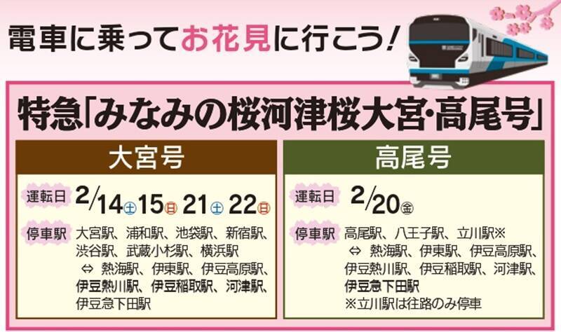河津桜と菜の花の共演「みなみの桜と菜の花まつり」開幕！10年ぶり「夜桜流れ星」が復活！臨時特急やお得なバス切符情報も（南伊豆町）