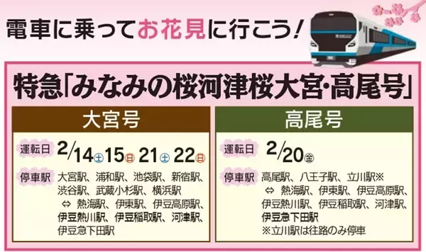 「河津桜と菜の花の共演「みなみの桜と菜の花まつり」開幕！10年ぶり「夜桜流れ星」が復活！臨時特急やお得なバス切符情報も（南伊豆町）」の画像