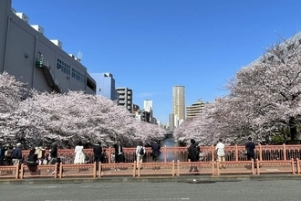 東京都内の桜 目黒川沿いスポットも、いよいよ見頃に！中目黒駅～目黒駅にかけてのをを写真で紹介！2026年の最新状況もレポート