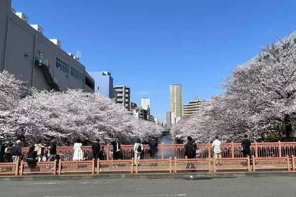 「東京都内の桜 目黒川沿いスポットも、いよいよ見頃に！中目黒駅～目黒駅にかけてのをを写真で紹介！2026年の最新状況もレポート」の画像