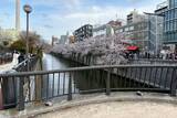 「東京都内の桜 目黒川沿いスポットも、いよいよ見頃に！中目黒駅～目黒駅にかけてのをを写真で紹介！2026年の最新状況もレポート」の画像10
