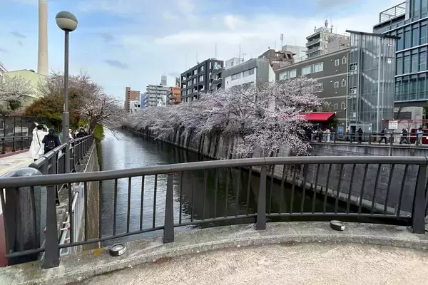 「東京都内の桜 目黒川沿いスポットも、いよいよ見頃に！中目黒駅～目黒駅にかけてのをを写真で紹介！2026年の最新状況もレポート」の画像