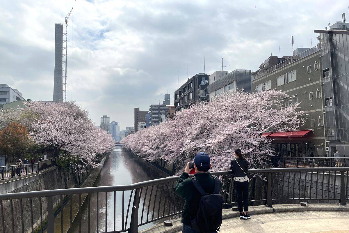東京都内の桜 目黒川沿いスポットも、いよいよ見頃に！中目黒駅～目黒駅にかけてのをを写真で紹介！2026年の最新状況もレポート