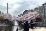 「東京都内の桜 目黒川沿いスポットも、いよいよ見頃に！中目黒駅～目黒駅にかけてのをを写真で紹介！2026年の最新状況もレポート」の画像11