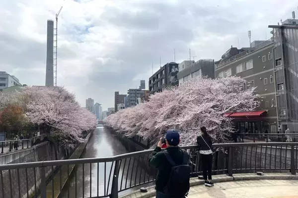 「東京都内の桜 目黒川沿いスポットも、いよいよ見頃に！中目黒駅～目黒駅にかけてのをを写真で紹介！2026年の最新状況もレポート」の画像