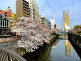 「東京都内の桜 目黒川沿いスポットも、いよいよ見頃に！中目黒駅～目黒駅にかけてのをを写真で紹介！2026年の最新状況もレポート」の画像12