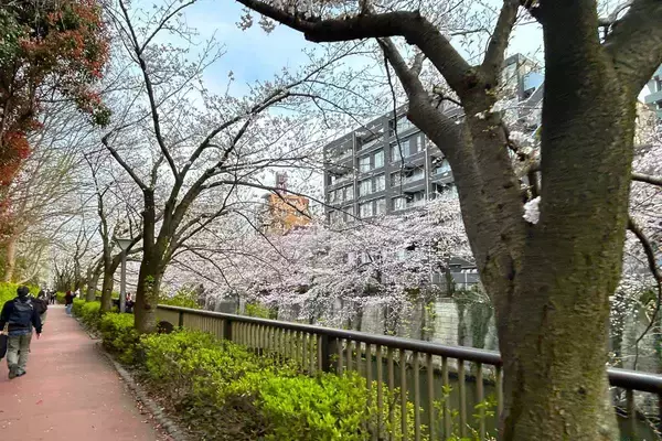 「東京都内の桜 目黒川沿いスポットも、いよいよ見頃に！中目黒駅～目黒駅にかけてのをを写真で紹介！2026年の最新状況もレポート」の画像