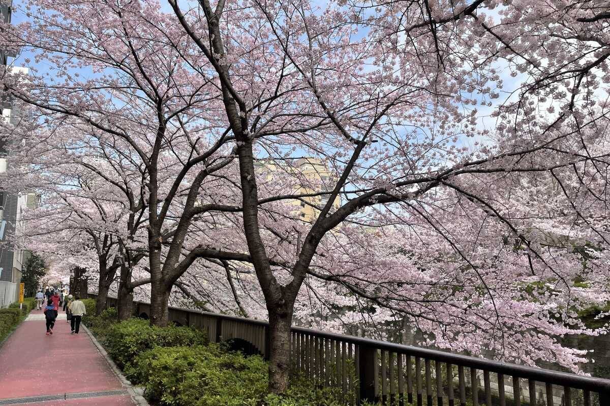 東京都内の桜 目黒川沿いスポットも、いよいよ見頃に！中目黒駅～目黒駅にかけてのをを写真で紹介！2026年の最新状況もレポート