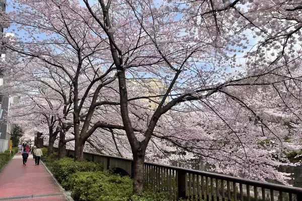 「東京都内の桜 目黒川沿いスポットも、いよいよ見頃に！中目黒駅～目黒駅にかけてのをを写真で紹介！2026年の最新状況もレポート」の画像