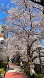 「東京都内の桜 目黒川沿いスポットも、いよいよ見頃に！中目黒駅～目黒駅にかけてのをを写真で紹介！2026年の最新状況もレポート」の画像15