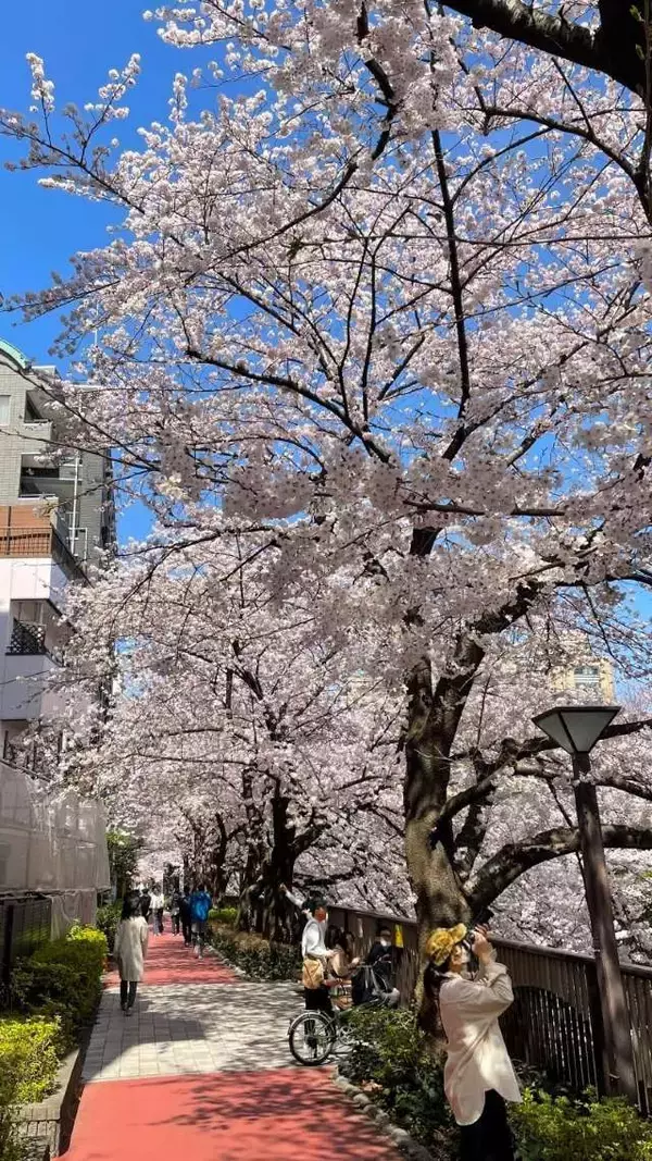 「東京都内の桜 目黒川沿いスポットも、いよいよ見頃に！中目黒駅～目黒駅にかけてのをを写真で紹介！2026年の最新状況もレポート」の画像