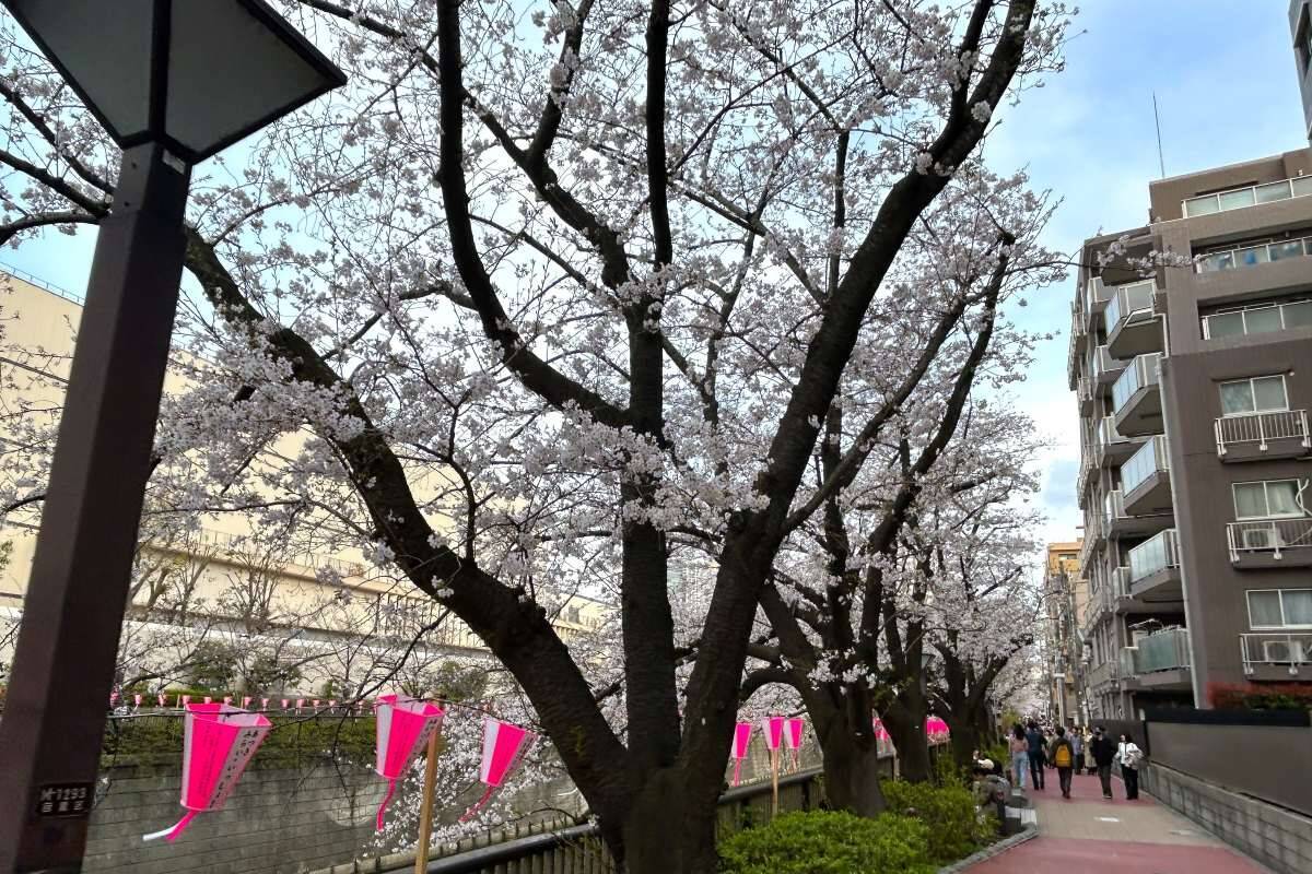 東京都内の桜 目黒川沿いスポットも、いよいよ見頃に！中目黒駅～目黒駅にかけてのをを写真で紹介！2026年の最新状況もレポート