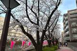 「東京都内の桜 目黒川沿いスポットも、いよいよ見頃に！中目黒駅～目黒駅にかけてのをを写真で紹介！2026年の最新状況もレポート」の画像17