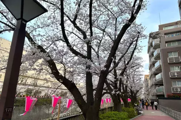 「東京都内の桜 目黒川沿いスポットも、いよいよ見頃に！中目黒駅～目黒駅にかけてのをを写真で紹介！2026年の最新状況もレポート」の画像