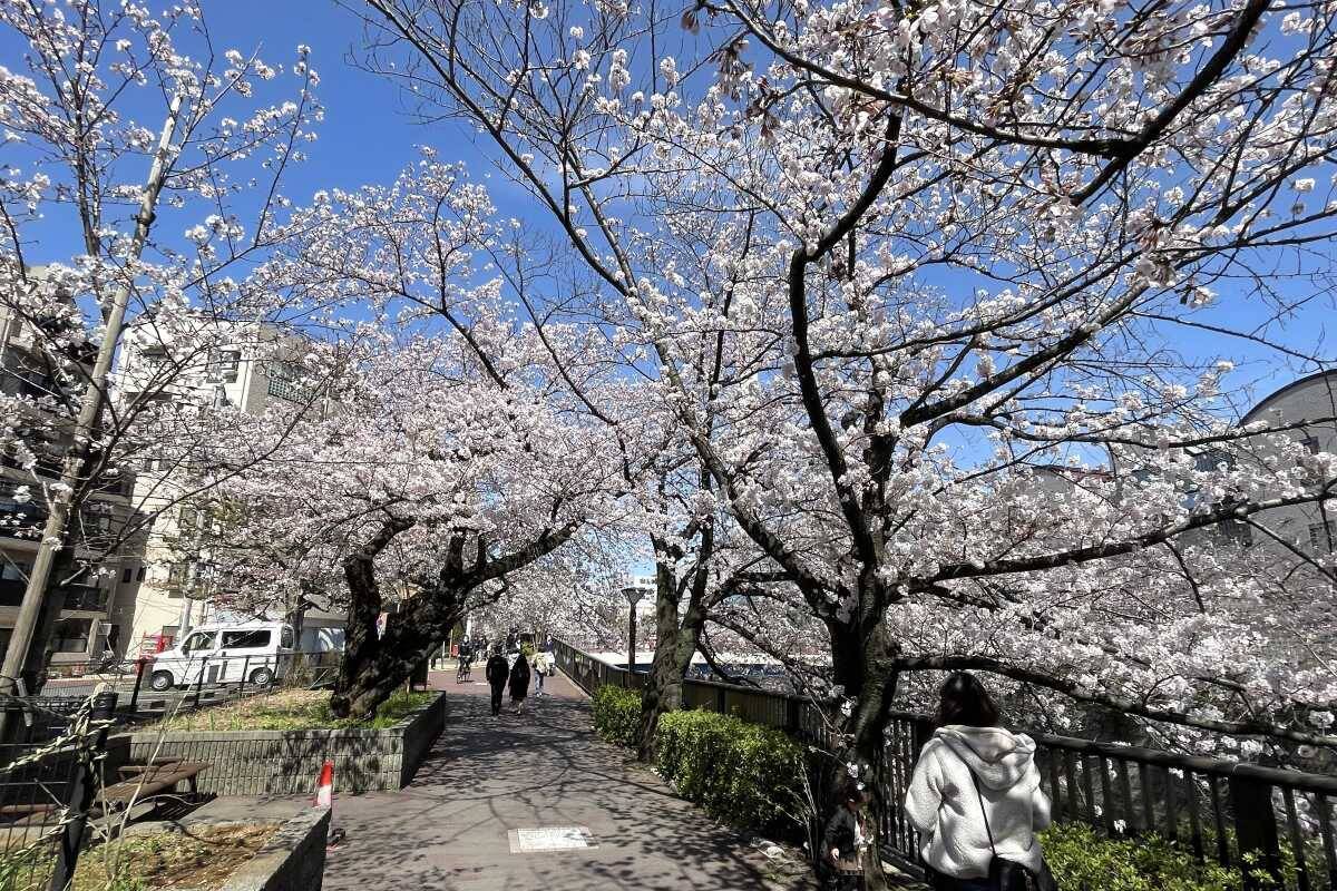 東京都内の桜 目黒川沿いスポットも、いよいよ見頃に！中目黒駅～目黒駅にかけてのをを写真で紹介！2026年の最新状況もレポート