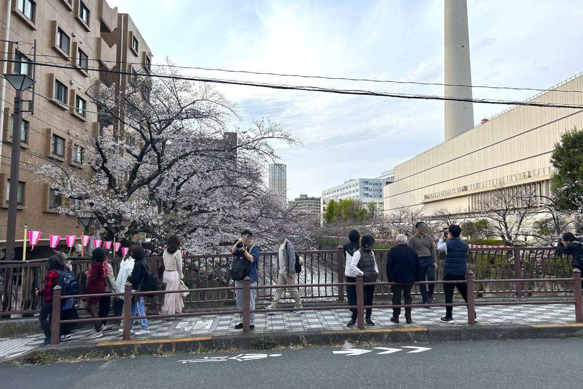 東京都内の桜 目黒川沿いスポットも、いよいよ見頃に！中目黒駅～目黒駅にかけてのをを写真で紹介！2026年の最新状況もレポート